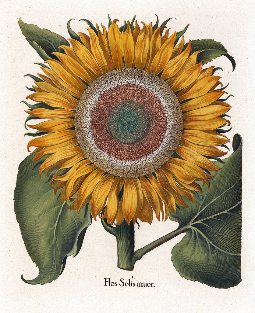 Detail of Common sunflower by Corbis