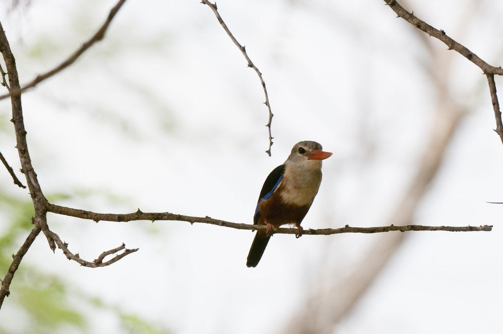 Detail of Grey-headed Kingfisher (Halcyon leucocephala), Tsavo East National Park, Kenya. by Anonymous