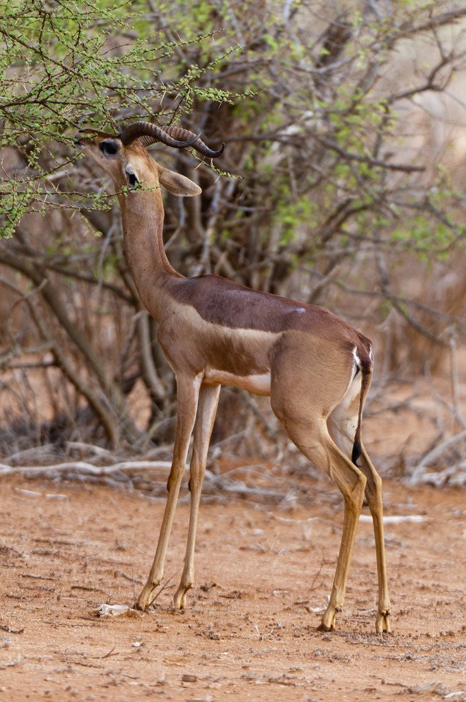 Detail of Gerenuk (Litocranius walleri), Tsavo East National Park, Kenya. by Anonymous