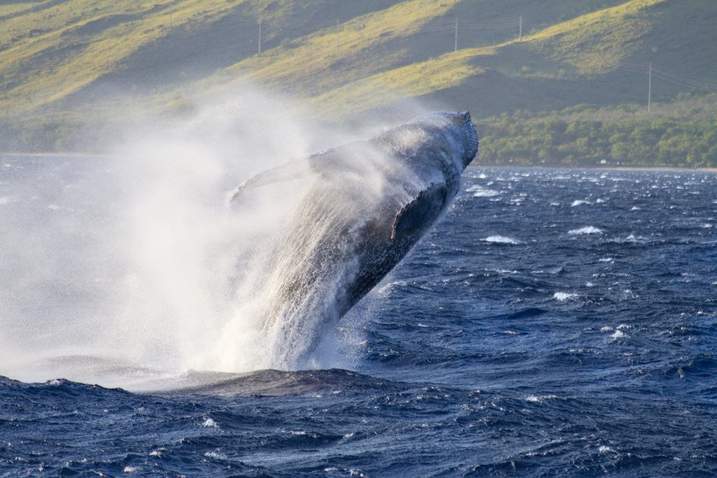 Detail of Humpback whale by Anonymous