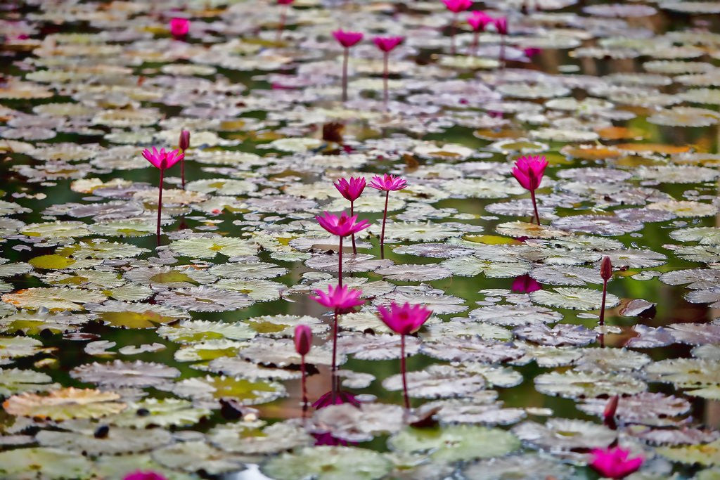 Detail of Water Lilies by Corbis
