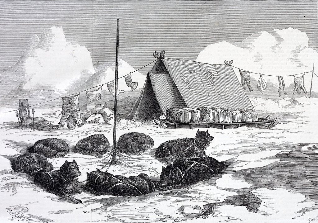 Detail of Method of fastening the dogs while camping by Anonymous