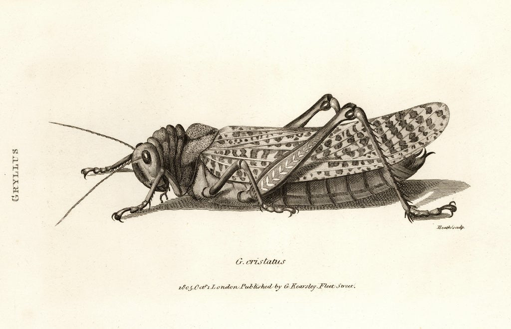 Detail of Illustration of locust by Anonymous