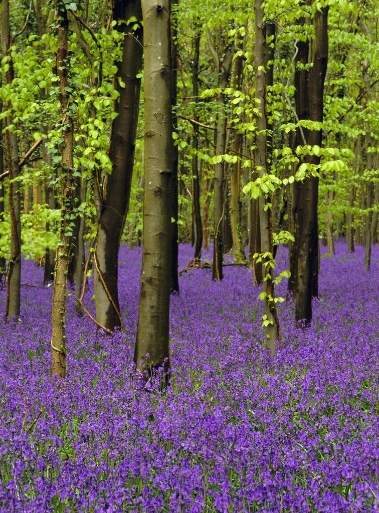 Detail of Bluebells (hyacinthoides non-scriptus) in a beech wood (fagus sylvatica), West Stoke, West Sussex, England, UK, Europe by Anonymous