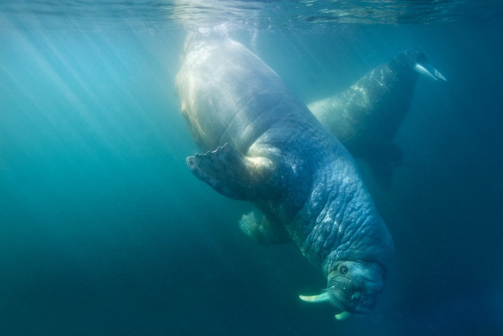 Detail of Two walruses underwater by Anonymous