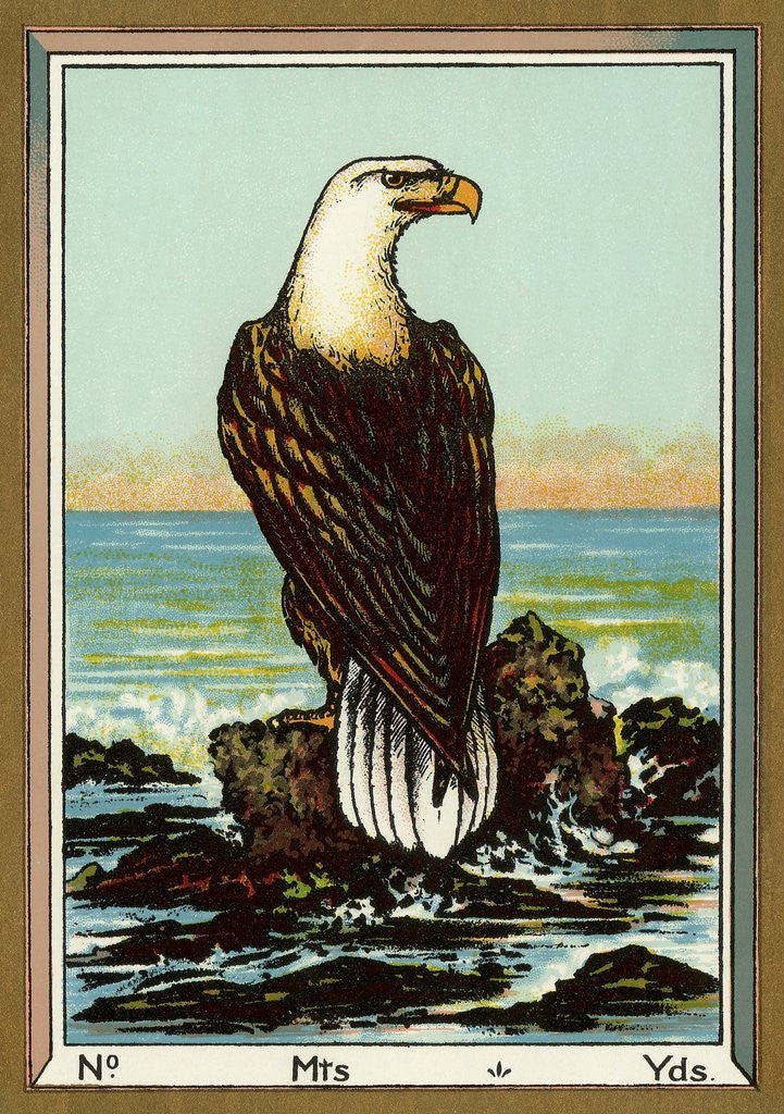 Detail of Czech English cotton label with bald eagle by Anonymous