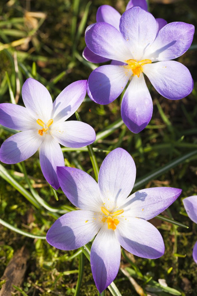 Detail of Crocus flowers by Anonymous
