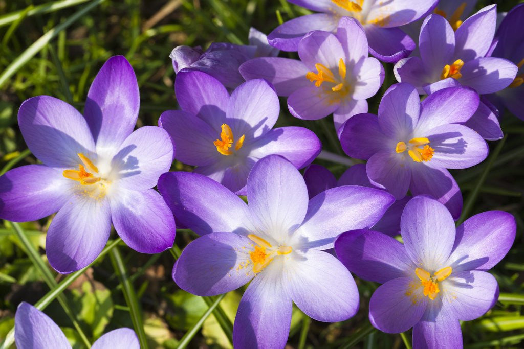 Detail of Crocus flowers by Anonymous