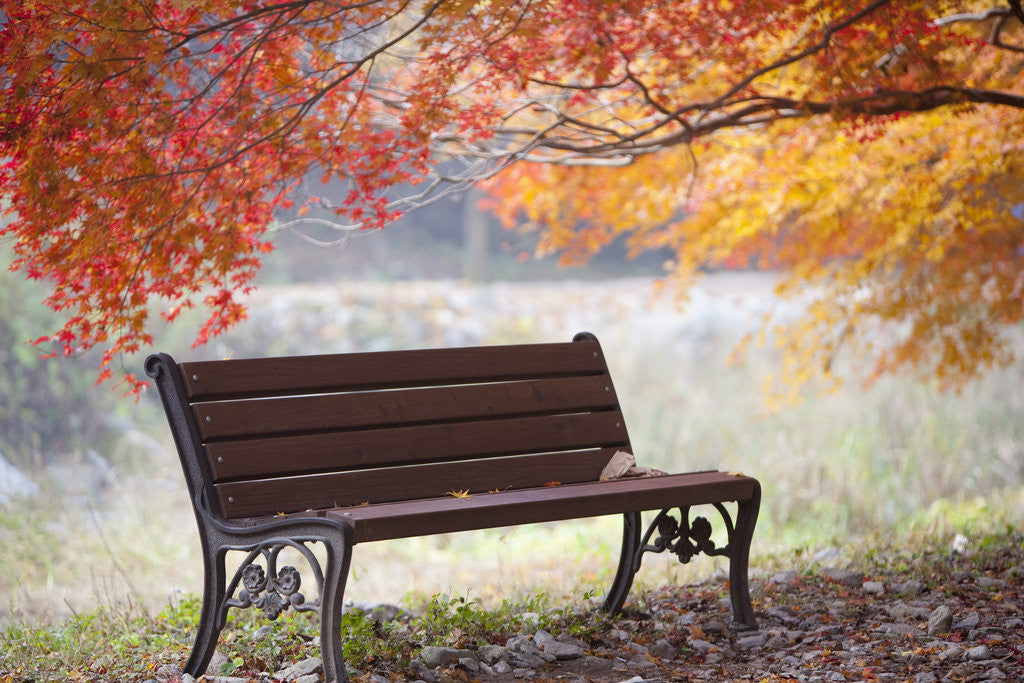 Lonely bench under the autumn tree by Corbis