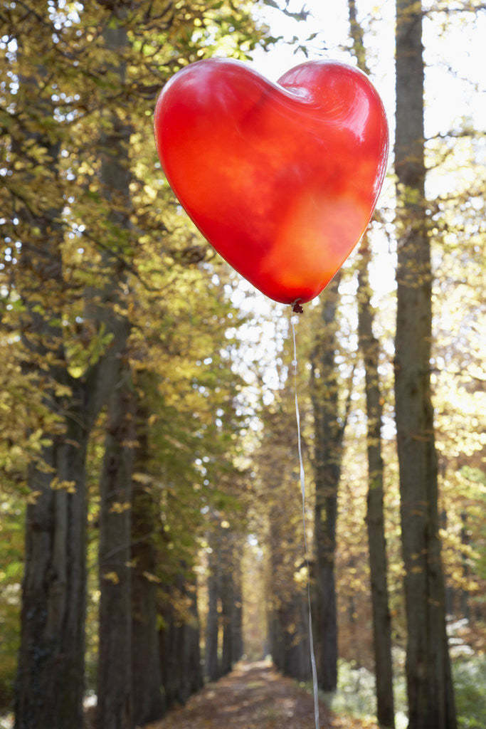 Detail of Red balloon in shape of heart in autumn forest by Corbis