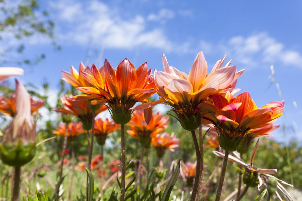 Detail of Gazania flowers by Anonymous