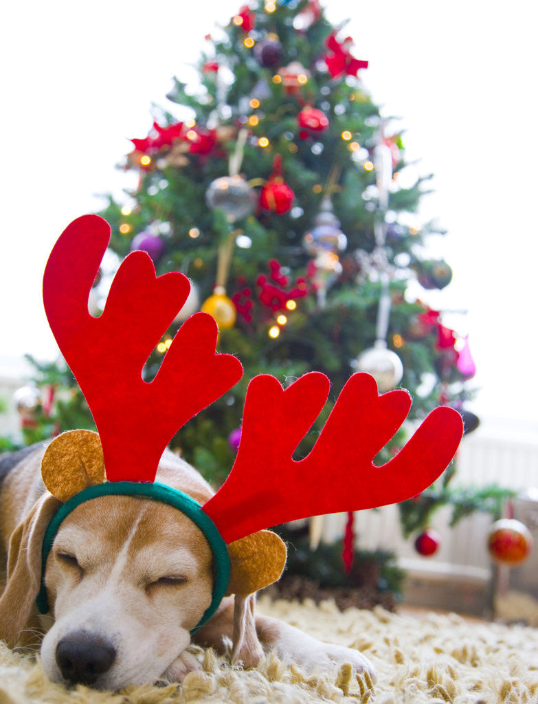 Detail of Sleeping Beagle Dog Wearing Christmas Antlers by Anonymous