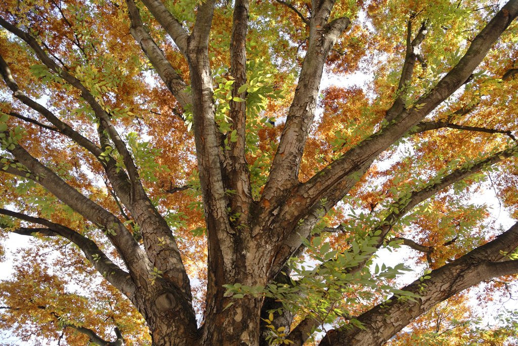 Detail of Tree in Autumn, Belgium by Anonymous