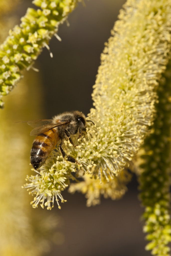 Detail of Close up of honey bee pollinating flower of Acacia Pycnantha tree by Anonymous