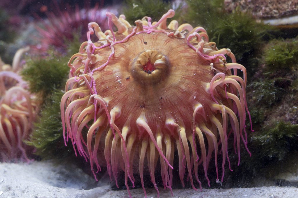 Detail of Close up of sea anemone at New England Aquarium by Anonymous