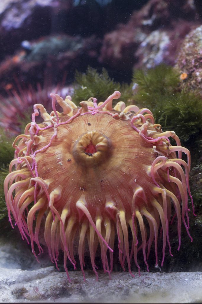 Detail of Close up of sea anemone at New England Aquarium by Corbis