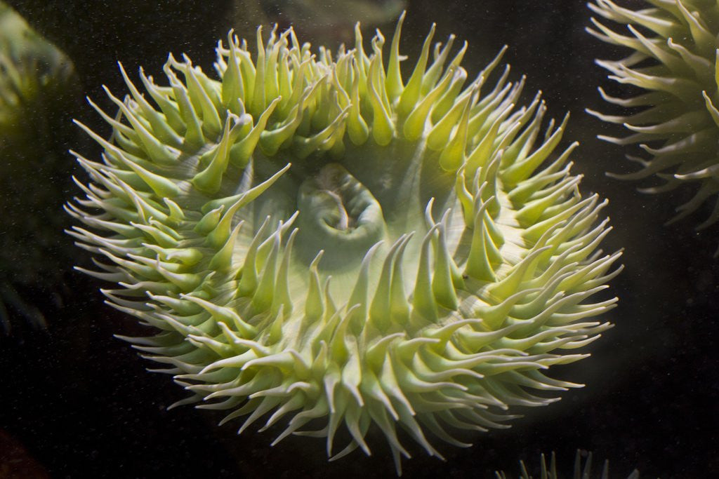 Detail of Close up of green sea anemone at New England Aquarium by Anonymous
