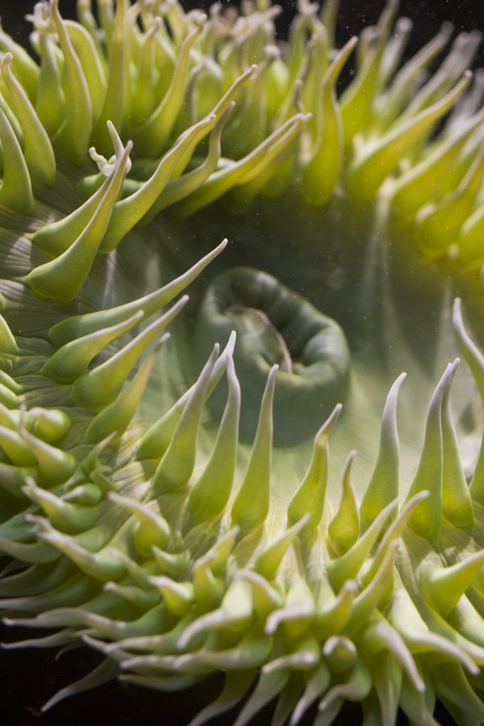 Detail of Close up of green sea anemone at New England Aquarium by Anonymous