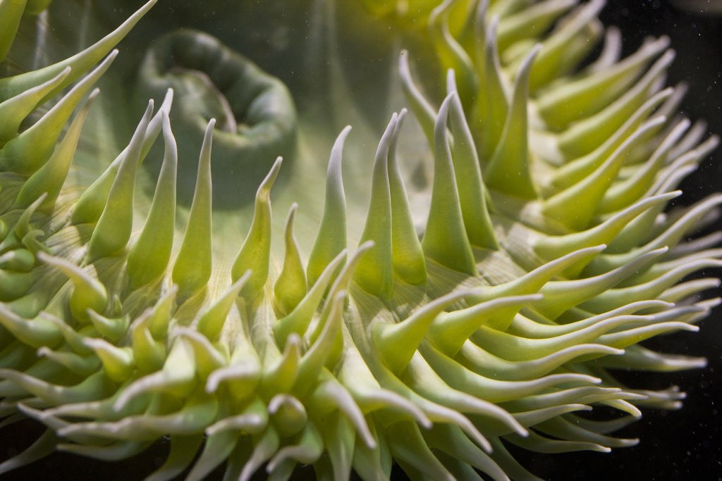 Detail of Close up of green sea anemone at New England Aquarium by Corbis