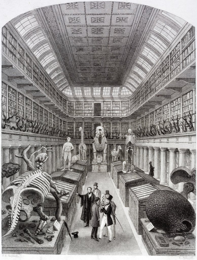 Detail of Hunterian Museum at the Royal College of Surgeons by Anonymous