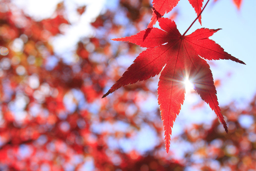 Sun Shining Through Maple Leaf by Corbis