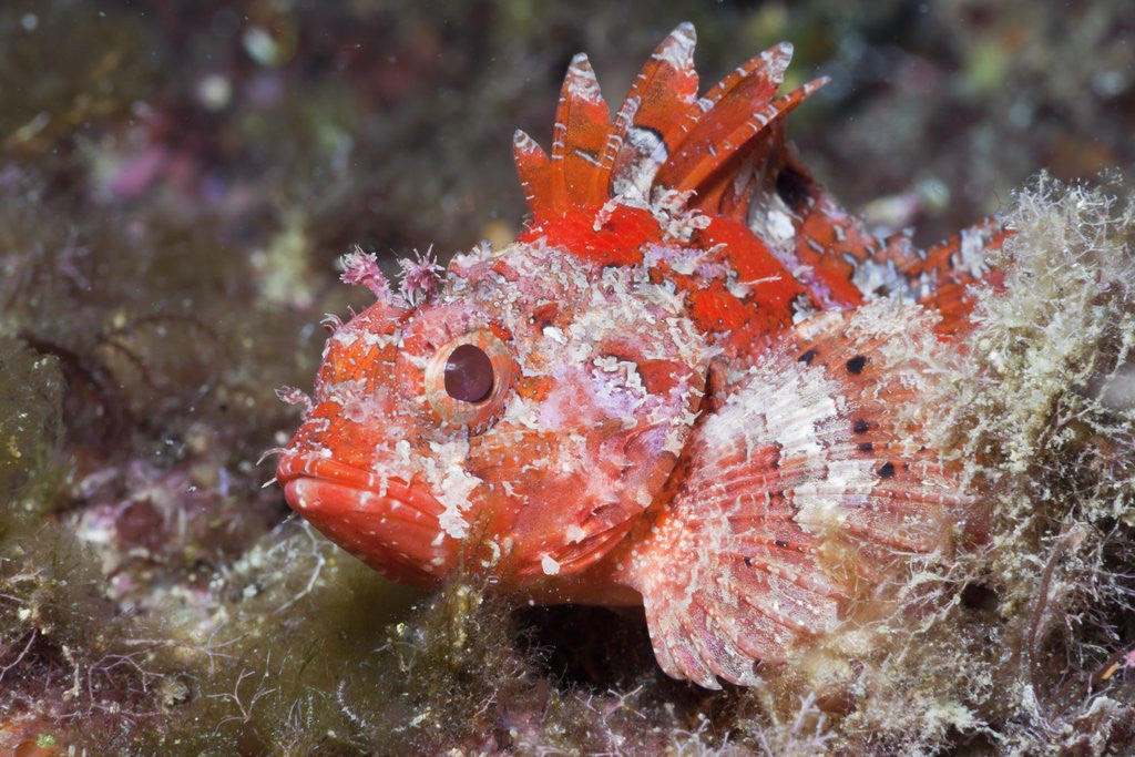 Detail of Lesser Red Scorpionfish (Scorpaena notata), Tamariu, Costa Brava, Mediterranean Sea, Spain by Corbis