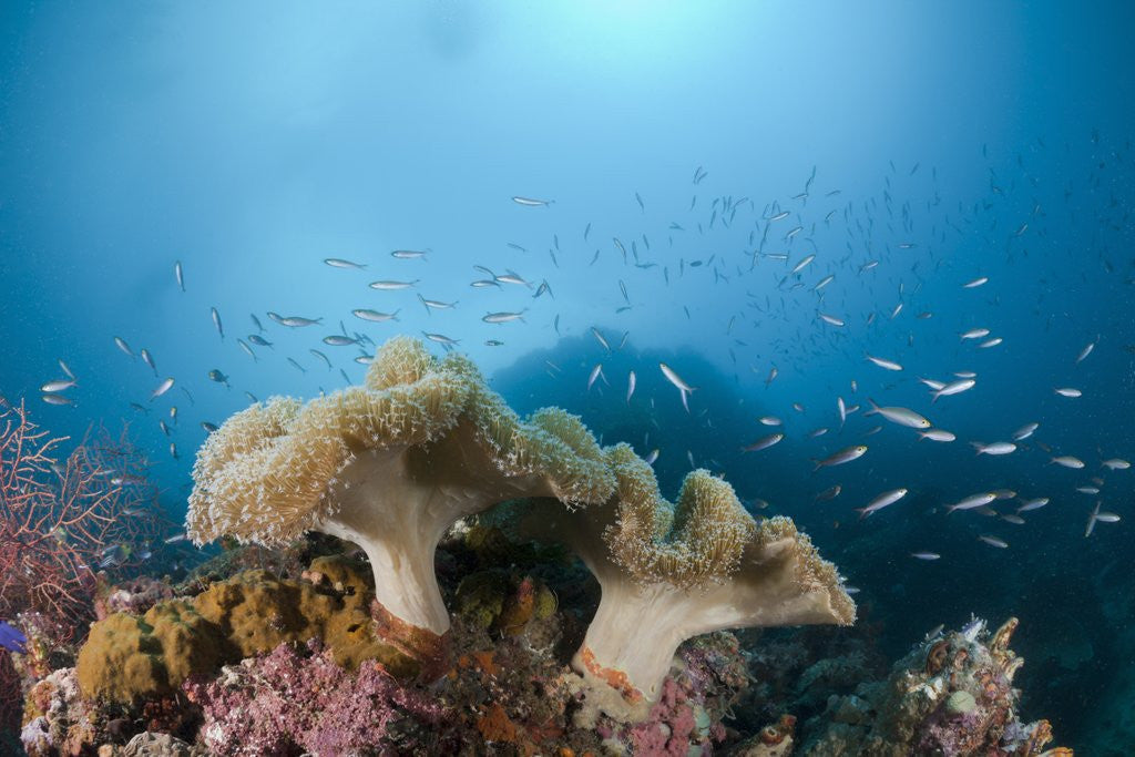 Detail of Mushroom Soft Corals (Sarcophyton), Raja Ampat, West Papua, Indonesia by Anonymous