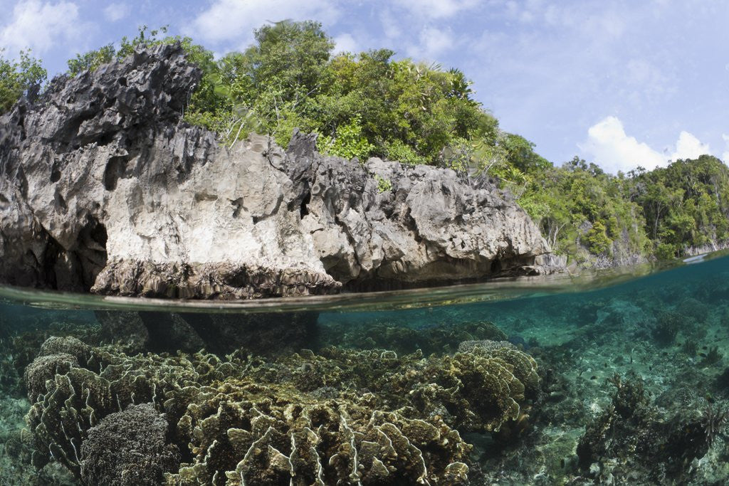 Shallow Coral Reef, Raja Ampat, West Papua, Indonesia by Corbis