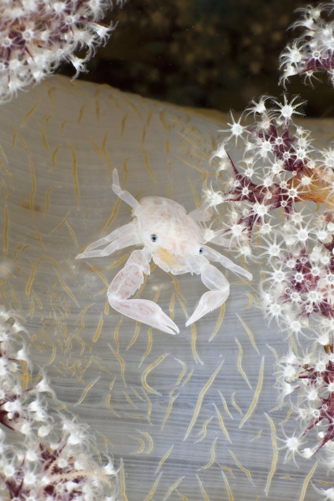 Detail of Porcelain Crab (Porcellanella triloba) on Soft Coral, Raja Ampat, West Papua, Indonesia by Anonymous