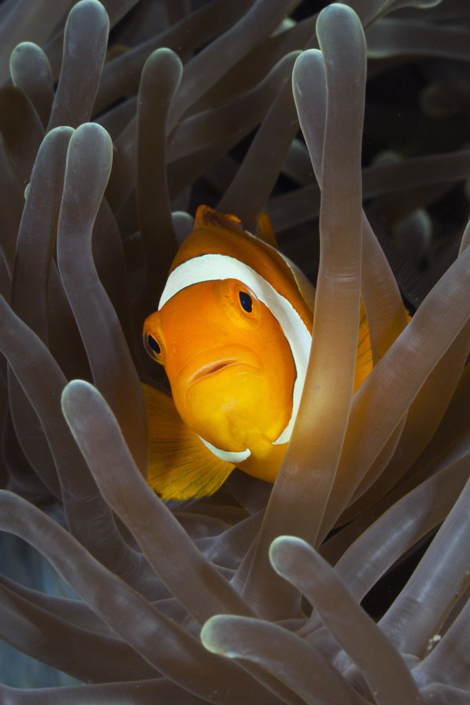 Detail of Clown Anemonefish (Amphiprion ocellaris), Raja Ampat, West Papua, Indonesia by Anonymous
