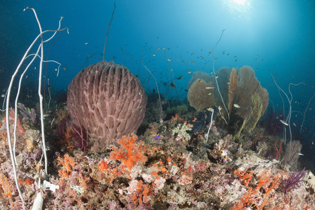 Detail of Coral Reef, Raja Ampat, West Papua, Indonesia by Anonymous