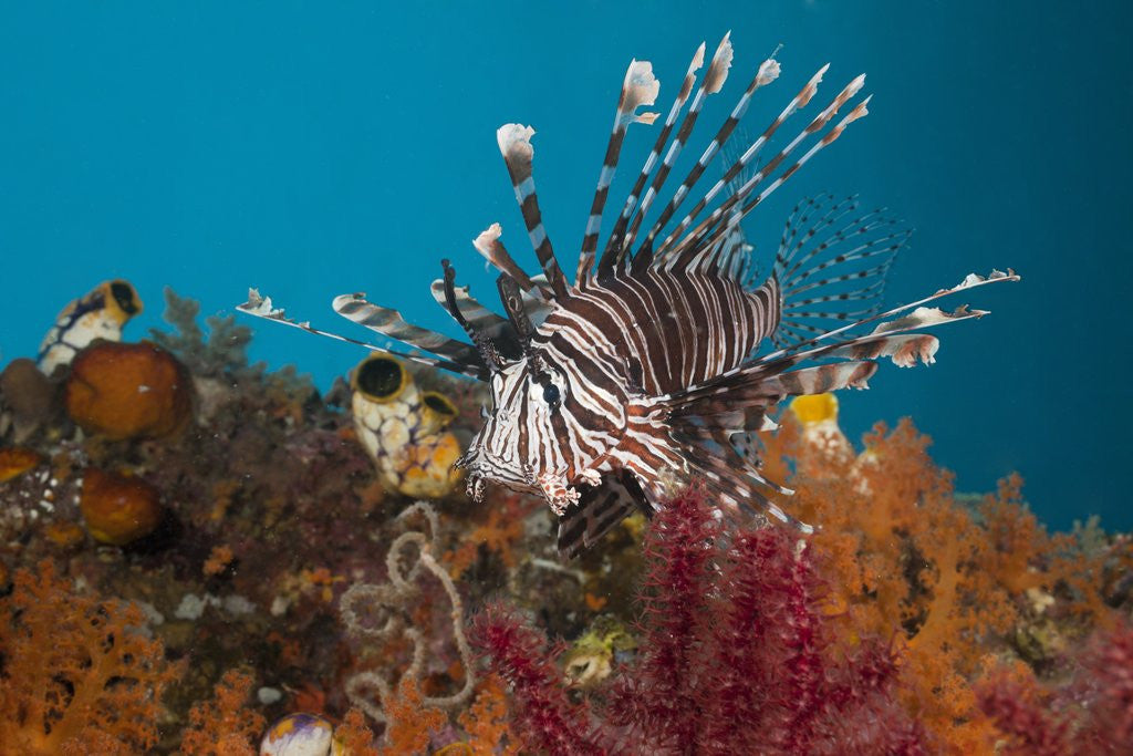 Detail of Lionfish (Pterois volitans), Raja Ampat, West Papua, Indonesia by Anonymous