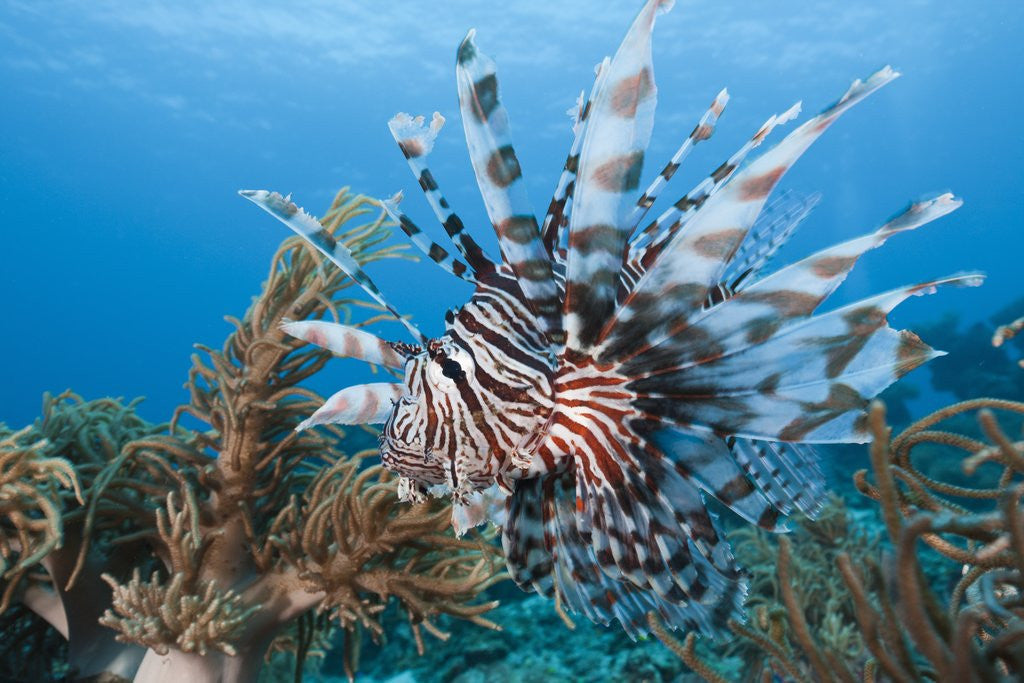 Detail of Lionfish (Pterois volitans), Raja Ampat, West Papua, Indonesia by Anonymous