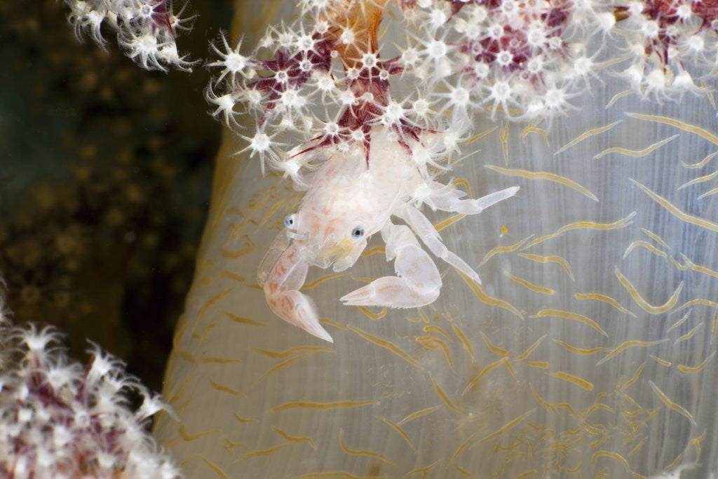 Detail of Porcelain Crab (Porcellanella triloba) on a Soft Coral, Raja Ampat, West Papua, Indonesia by Anonymous