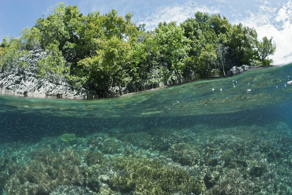 Detail of Shallow Coral Reef, Raja Ampat, West Papua, Indonesia by Anonymous