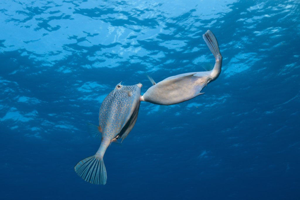 Detail of Honeycomb Cowfish courtship display (Lactophrys polygonia), Cozumel, Caribbean Sea, Mexico by Anonymous