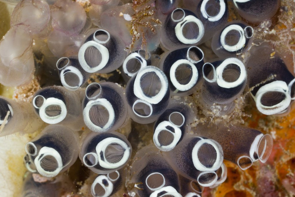 Detail of Colony of Tunicates (Clavelina robusta), Raja Ampat, West Papua, Indonesia by Anonymous