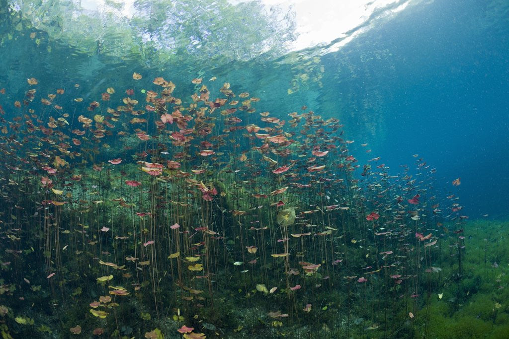 Detail of Water Lilies in Car Wash Cenote, Aktun Ha, Tulum, Yucatan Peninsula, Mexico by Anonymous