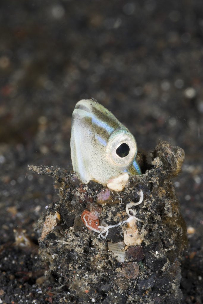 Detail of Snake or Hairtail Blenny head (Xiphasia setifer), Lembeh Strait, North Sulawesi, Indonesia by Anonymous