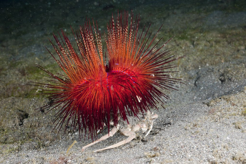 Detail of Urchin Crab (Dorippe frascone) carrying a Red Sea Urchin (Astropyga radiata), Lembeh Strait, North Sulawesi, Indonesia by Anonymous