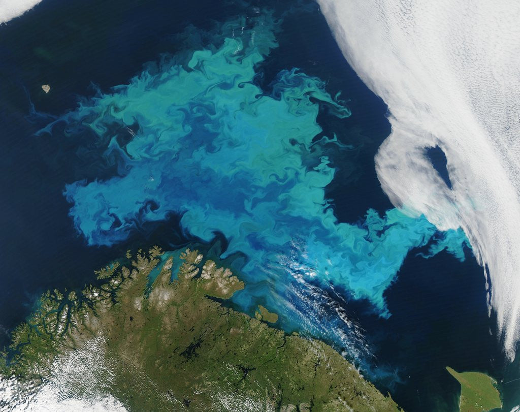 Detail of Phytoplankton bloom in the Barents Sea by Anonymous