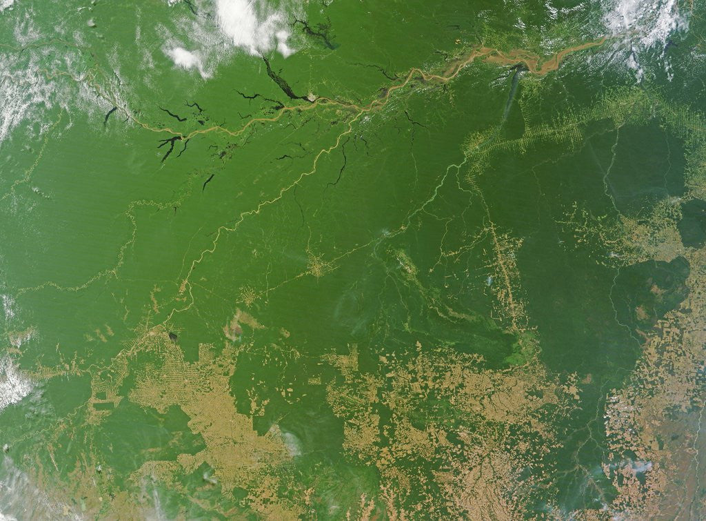 Detail of Deforestation in the Amazon Basin, Brazil by Anonymous