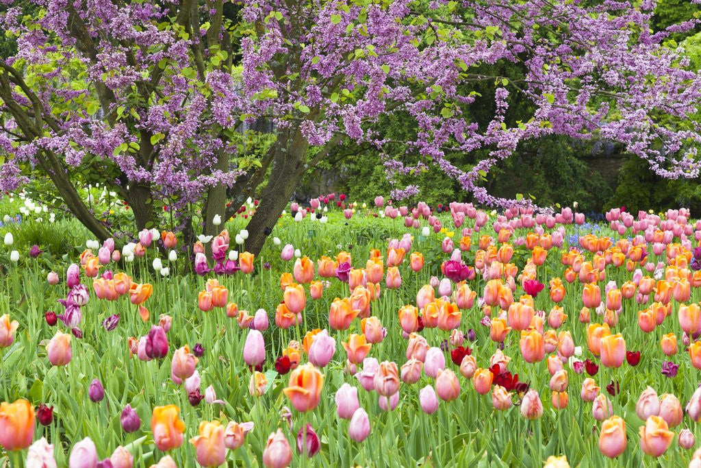 Detail of Blooming garden by Anonymous