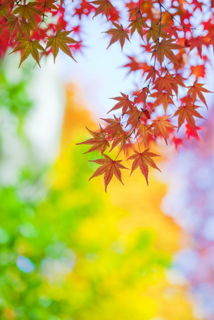 Detail of Autumnal Maple Trees by Anonymous
