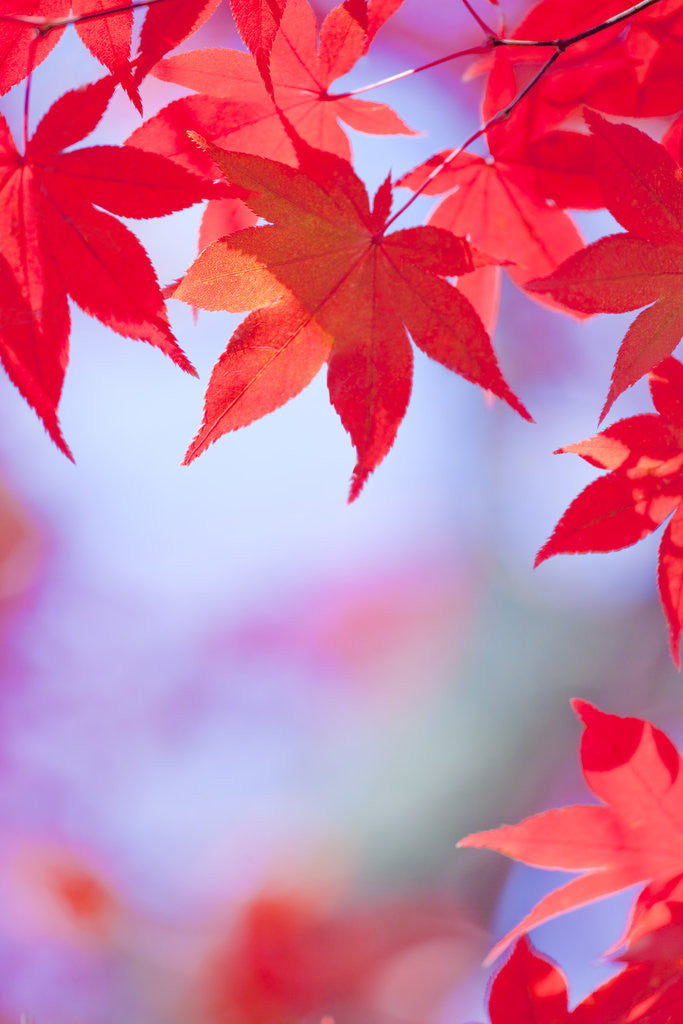 Detail of Autumnal Maple Trees by Anonymous
