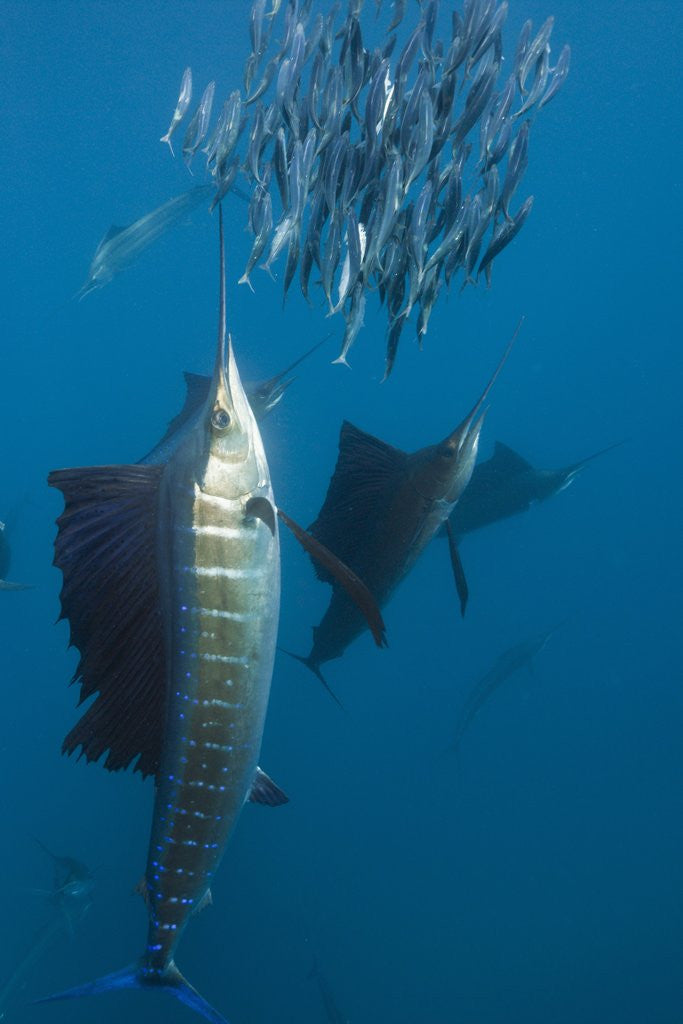 Detail of Atlantic Sailfish (Istiophorus albicans) hunting Sardines, Isla Mujeres, Yucatan Peninsula, Caribbean Sea, Mexico. by Anonymous