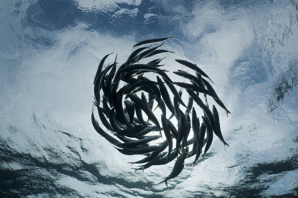 Detail of True Sardines (Sardina pilchardus) schoaling, Isla Mujeres, Yucatan Peninsula, Caribbean Sea, Mexico. by Anonymous