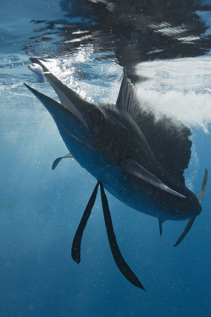 Detail of Atlantic Sailfish (Istiophorus albicans) hunting Sardines, Isla Mujeres, Yucatan Peninsula, Caribbean Sea, Mexico. by Anonymous