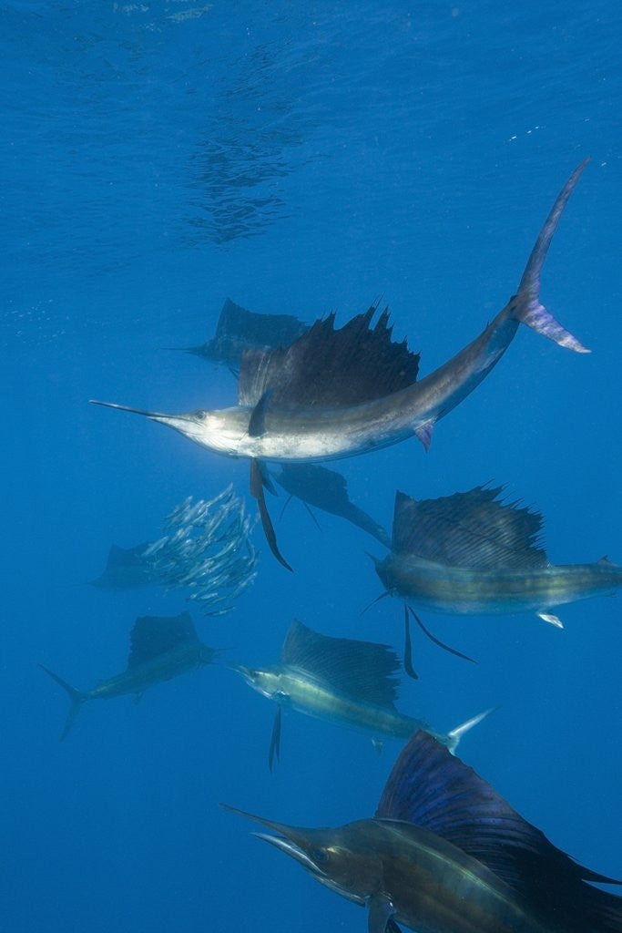 Detail of Atlantic Sailfish (Istiophorus albicans) hunting Sardines, Isla Mujeres, Yucatan Peninsula, Caribbean Sea, Mexico. by Corbis