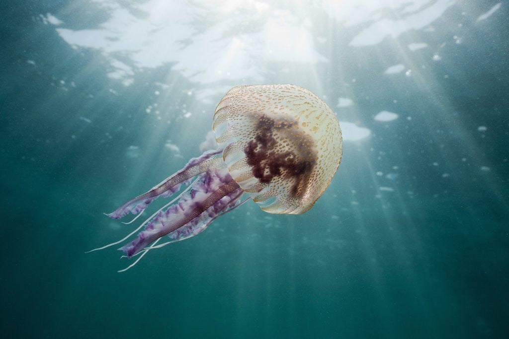 Detail of Mauve Stinger Jellyfish (Pelagia noctiluca), Cap de Creus, Costa Brava, Spain by Anonymous